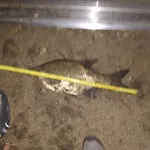 Oleandria-,, Poziomeczka