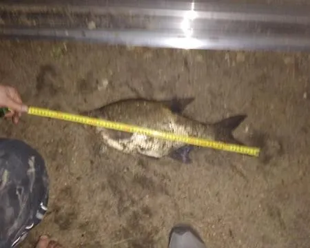 Oleandria-,, Poziomeczka